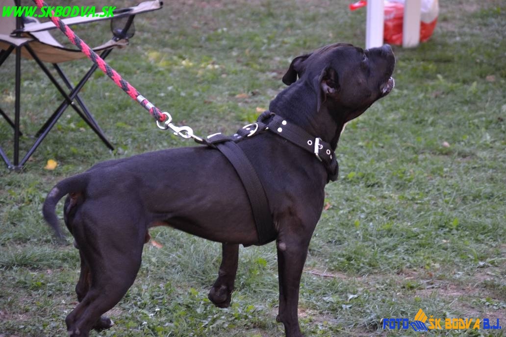 PitBull Show - Jasov