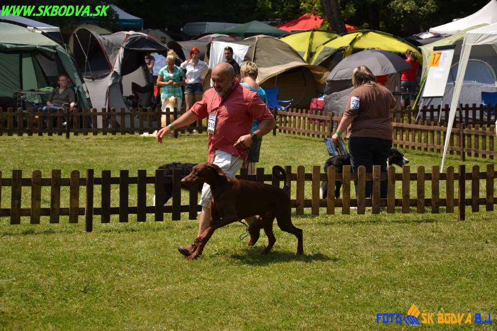 KRÁĽ ŠAMPIÓNOV 2013 - dog festival