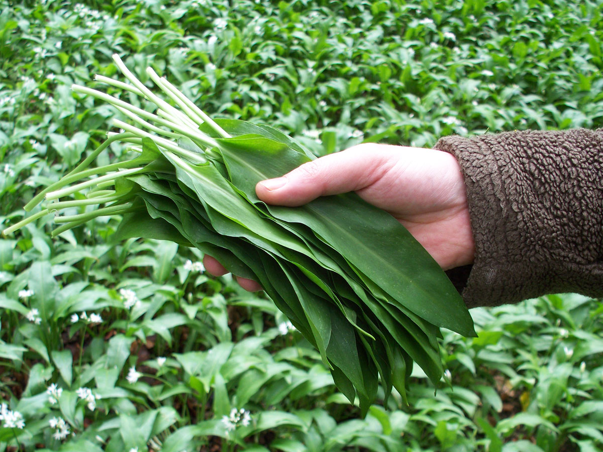 Šk Bodva výlet za cesnakom medvedím