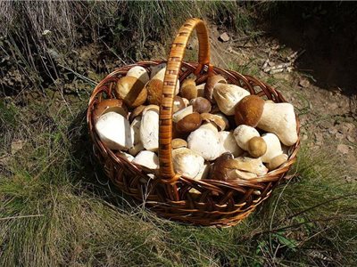 Šk Bodva klubová hubačka