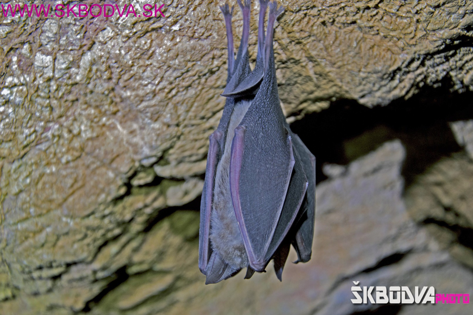Fotogaléria Hrušovská a Vápenná jaskyňa - sčítanie netopierov