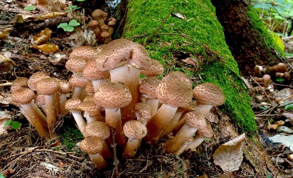 Šk Bodva Klubová hubačka #3