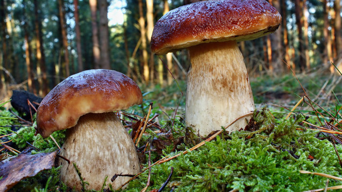 Šk Bodva Klubová hubačka