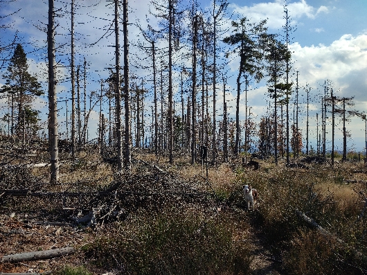 Fotogaléria Šk Bodva turistika Volovskou divočinou